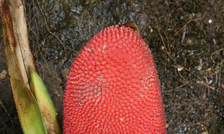 Sari Buah Merah Pandanus conoideus   Herbal Khas Papua 