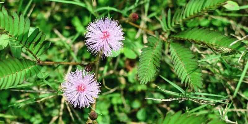 Resep Herbal Cacingan Untuk Bantu Membasmi Cacing Di Usus Deherba Com