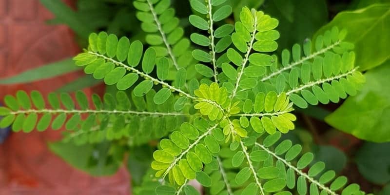 3 Resep Herbal Hepatitis Untuk Percepat Pemulihan Fungsi Hati Deherba Com