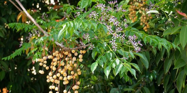 Resep Herbal Kudis Daun Srikaya Mindi  Kecil dan 