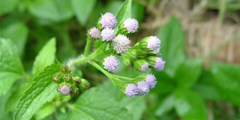 Resep Herbal Radang Tenggorokan: Bayam Duri, Bandotan  